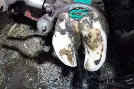牛蹄溃烂开刀后蹄肉变黑发出臭气，割去腐肉撒上白色粉末希望痊愈视频封面