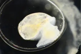 人们经常吃的田螺，食用的是哪个部位？在显微镜下一清二楚