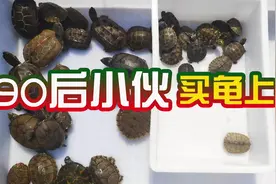 小伙买龟上瘾，一口气买了30多只乌龟，没想到他却这样回答我视频封面