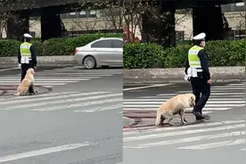 走失金毛跟着交警执勤，乖乖守护走哪跟哪，网友：有困难找警察视频封面