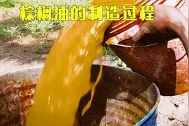 最便宜的植物油，棕榈油在我们生活中无处不在，它是如何制造的视频封面