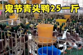农历七月十四鬼节，南宁青头鸭25一斤，你们觉得贵吗？