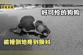 可怜小狗被车撞的无法动弹，好心小哥赶到救了下来，结局让人感动视频封面