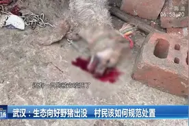 野猪经常出没村庄，村民该如何规范处置？一起来了解视频封面