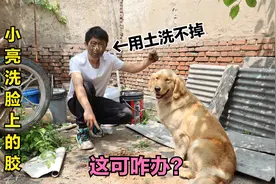 金毛把粘鼠板粘在小亮脸上留下好多胶，怎么也洗不掉，这可咋办？视频封面