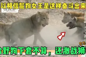 难以相信鬣狗女王是这样奋斗出来的，给野狗下套不算，还激战狮群视频封面