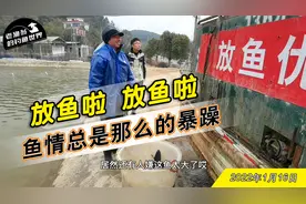 一网一万斤，这鱼塘老板的鱼养的太好了，钓友们可能又要狂拉了视频封面