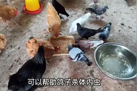 鸽子也喝大蒜水？大蒜水喂养鸽子，可以有效预防鸽子得这些病视频封面