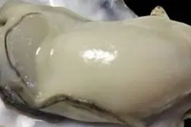 想吃生蚝不会蒸？没关系我教你，保证个个鲜嫩又多汁，2分钟学会视频封面