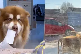 独居女生变阳，5只大型犬团宠“照料”：端水送饭拿药样样太暖！视频封面