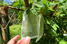 广西一户农家菜地拍到，这防盗技术太牛了，大家赶紧来看看？视频封面