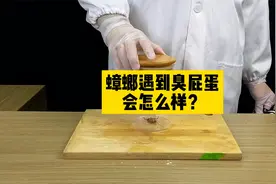 臭屁蛋真的能把蟑螂臭晕？视频封面