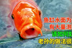 鱼缸水面为什么会有大量泡沫？该如何处理？老孙帮你仔细分析视频封面