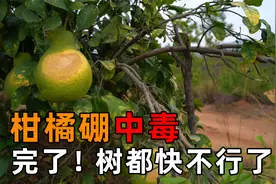 柑橘硼中毒，往年少见今年特别多，果农都哭了！怎么办？视频封面