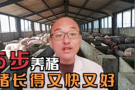 猪怎么喂才能长得更快？5点养猪知识告诉你，让猪长得快生病少视频封面