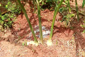 草木灰加它养生姜，前辈留下的方法，生姜多一半视频封面