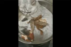 当你家的猫子对你不怀好意时视频封面