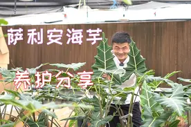 网红绿植萨利安海芋怎么养？学会这几招，枝繁叶茂，优雅美观。视频封面