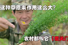 野外碰到这种植物千万要注意！农村都叫它“夜关门”，作用相当大视频封面