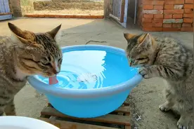 短腿小猫太萌了，爬树连蹦带跳，连喝水也够不着，整天嘟嘟嘴卖萌视频封面