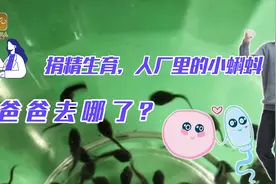 捐精生育，人厂里的小蝌蚪：爸爸去哪了？视频封面