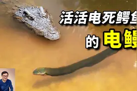 860伏电击，活活电死鳄鱼！亚马逊之王电鳗，远比你想的更离谱！