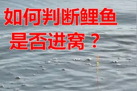 窝子里有没有鲤鱼？4分钟学会两个判断技巧，新手一看就懂视频封面
