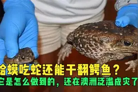 蛤蟆吃蛇还能干翻鳄鱼？它是怎么做到的，还在澳洲泛滥成灾了。视频封面