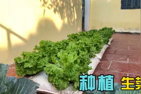 厉害了，用编织袋也能种出这么多生菜视频封面