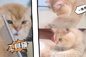 猫咪会玩其它猫的毛球吗?视频封面