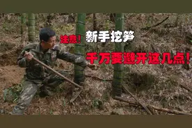 冬笋到底有多难挖？新手挖笋最容易犯的几点错误！千万要特别注意视频封面
