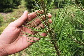 松针煮水作用厉害了，生活中有3个好用途，用过的人都说好视频封面