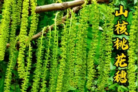 核桃花穗，像毛毛虫一样的野菜，你们那里怎么吃？视频封面