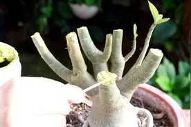 沙漠玫瑰修剪后，枝条枯烂不止？切口涂点它，怎么剪都不怕！视频封面