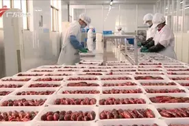 又一“不靠谱”的北大硕士,回乡养殖小龙虾成“网红”致富明星！视频封面