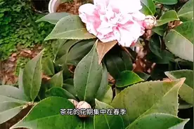 3种花草要“穷养”，断肥、少水，看着别心疼，这样才能顺利度夏视频封面