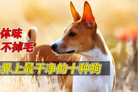 十种最爱干净的狗，不掉毛没体味，最后一种还会像猫咪一样洗脸