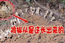 鸡枞夏至菌，原来是从地下洞穴白色物质长的，有见过吗？视频封面