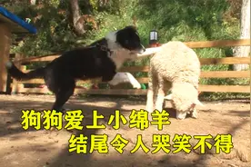 狗狗爱上羊，一场跨越种族的爱情，结尾却让人哭笑不得视频封面