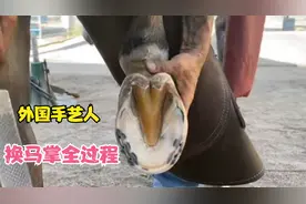 一个外国手艺人换马掌的全过程，看后很治愈