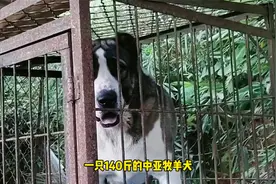 140斤中亚牧羊犬发怒咬人，狗语者老汤用绝招轻松制服视频封面
