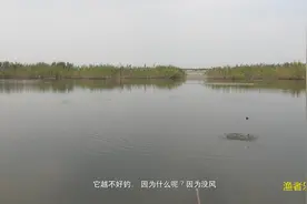 野钓；明明看得到鱼却钓不到，只要满足这个条件，无口马上变狂拉视频封面