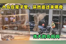 小鸟关在笼子里，鸟妈妈依然追过来喂她的孩子，罕见一幕！视频封面