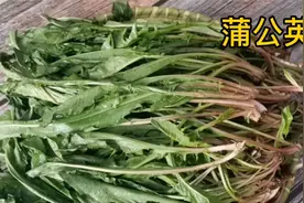 我要上热门 春日野菜蒲公英是个宝，老人家传统的做法，健康美味视频封面