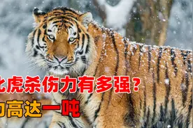 野生东北虎到底有多凶悍，一巴掌能让狮子臣服，几乎没有对手视频封面