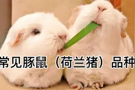 常见豚鼠（荷兰猪）品种，以毛发分类主要分为5种类型视频封面