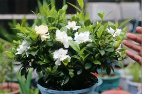 很多人买回栀子花却不会养，园艺师教你，新买回家的栀子花怎么养视频封面