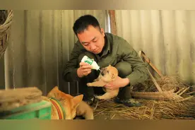 8条刚出生15天中华田园犬，阿园喂它牛奶，没想到连狗妈都抢着喝视频封面