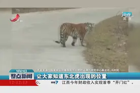遇到东北虎该咋办？来听专家支招视频封面