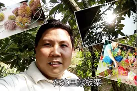 摘板栗 板栗处外壳原来是带刺的，不小心被扎到 最后让人跑的一幕